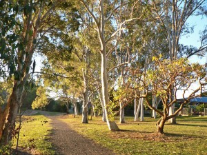 Early Morning Light