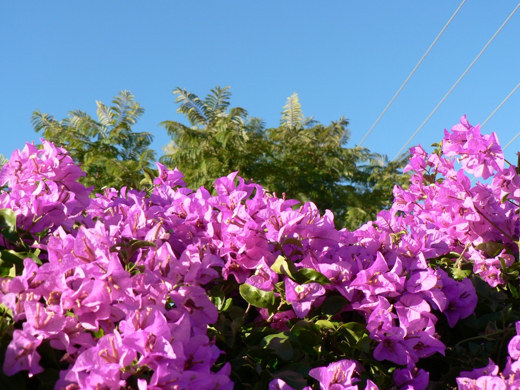 Spring Flowers